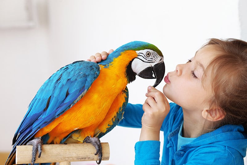 girl kissing a parrot