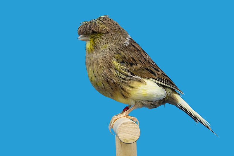 Gloster fancy canary perched