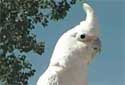 Click for more info on Goffin Cockatoo