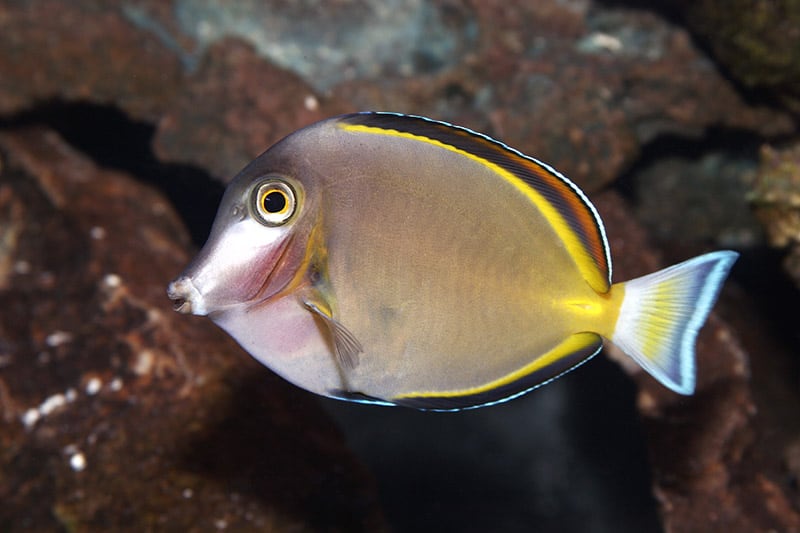 Gold-rimmed Tang in the tank
