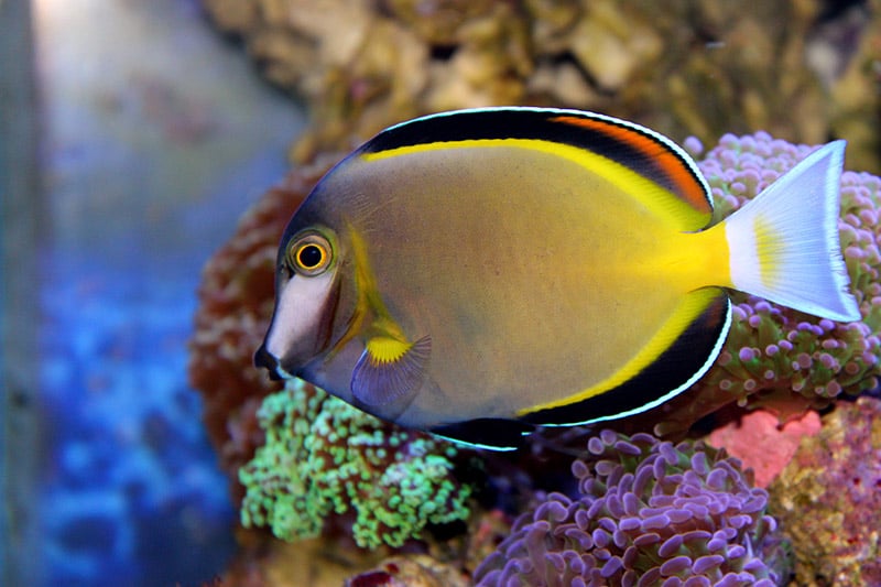 gold-rimmed Tang