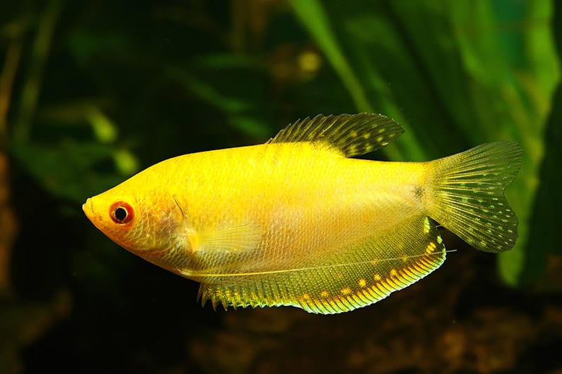 Golden gourami fish