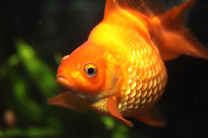 Goldfish suffering from dropsy disease