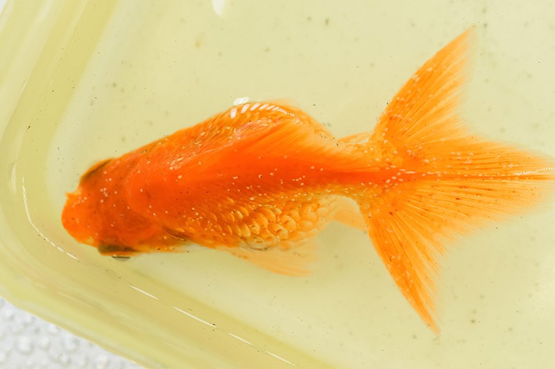goldfish with ich disease