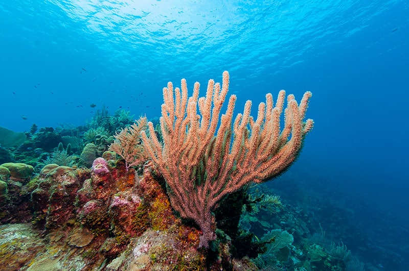 Gorgonian sea rod coral