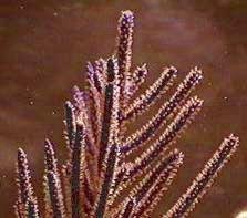 Purple Bush, Muriceopsis flavida, Purple Brush Gorgonian