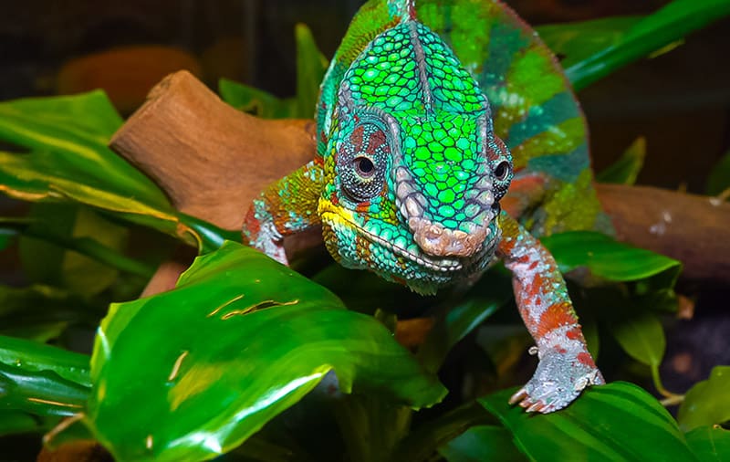 graceful chameleon in the terrarium