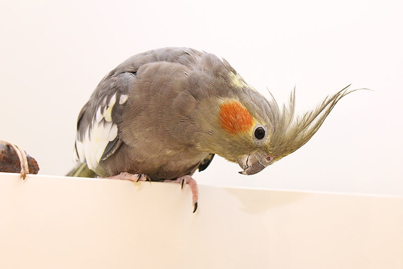 gray cockatiel parrot