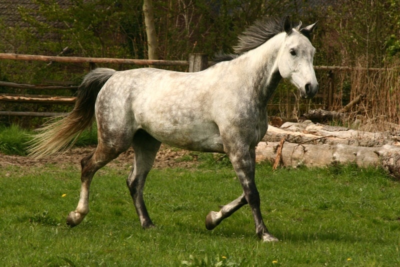 gray westphalian horse