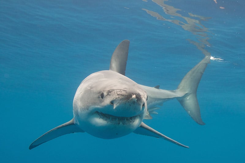 great white shark in the water