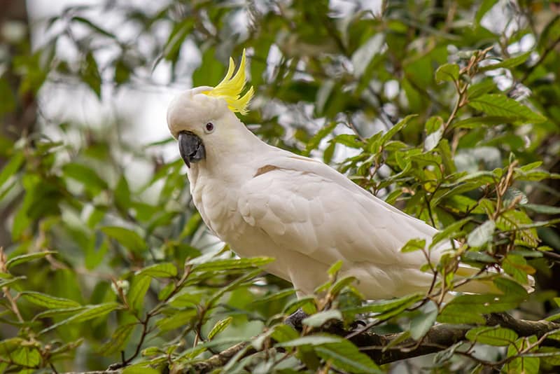 Greater Sulphur-crested Cockatoo bird perched on a tree