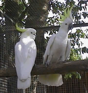 Greater Sulphur-crested Cockatoos