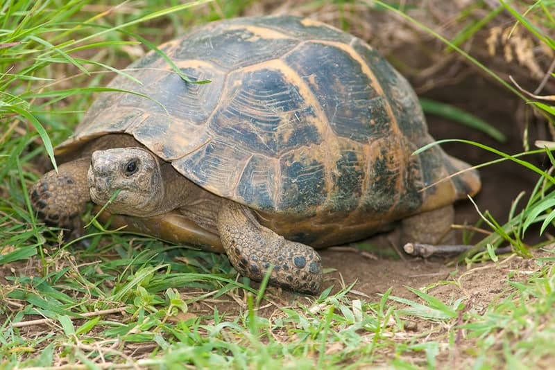 greek tortoise coming out from the ground it dug