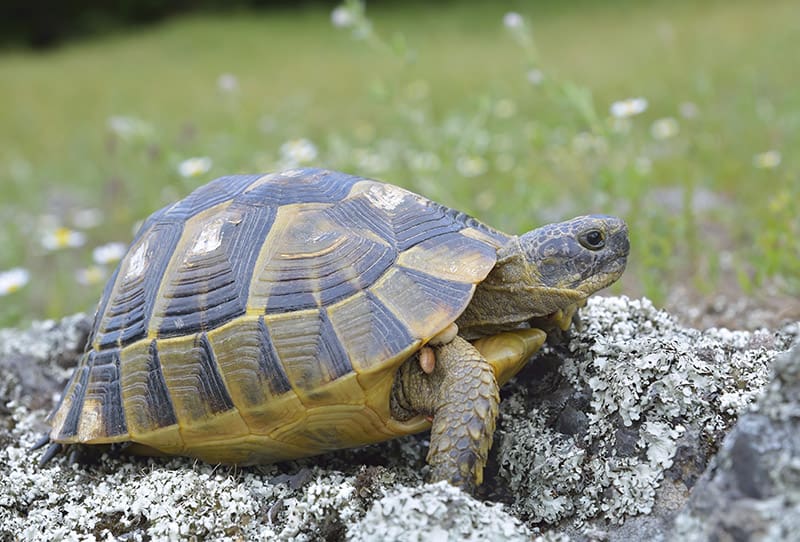 greek tortoise or Spur thighed turtle