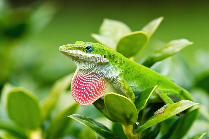 Green Anole lizard