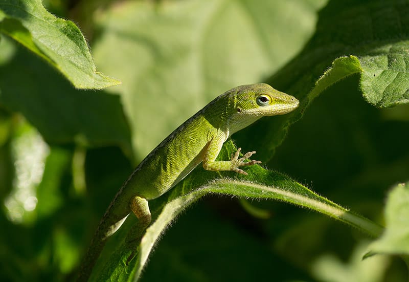 Green Anole on a plant