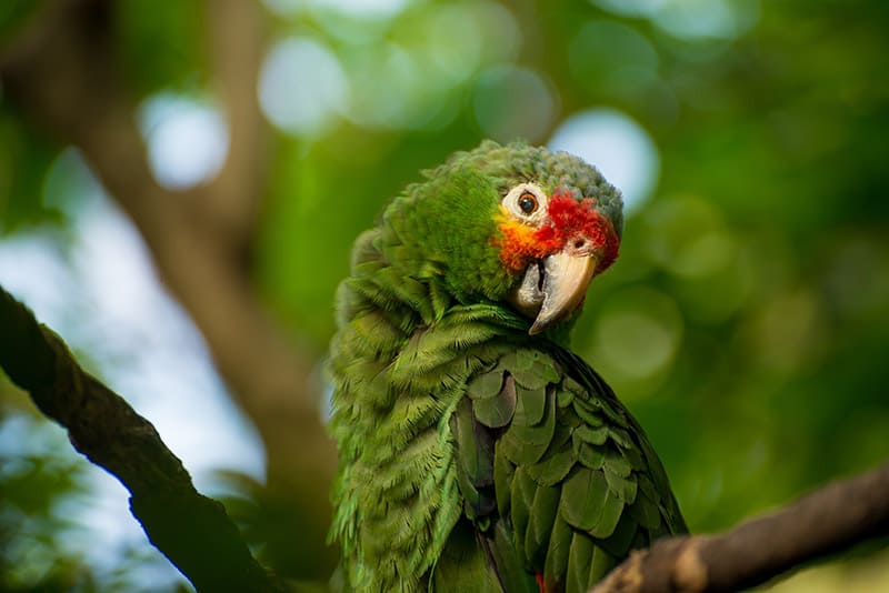 Green Cheeked Amazon Bird up close
