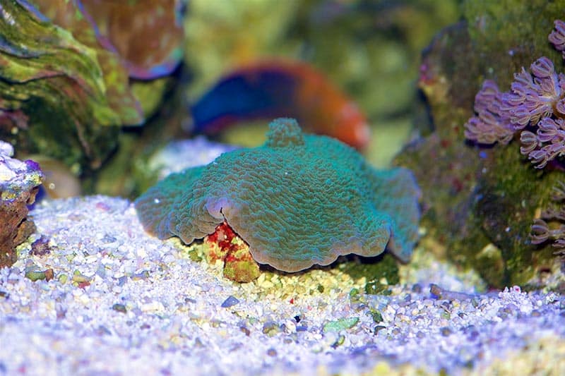 Green Elephant Ear Mushroom coral