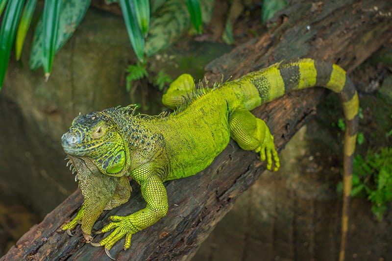 green iguana on cob wood