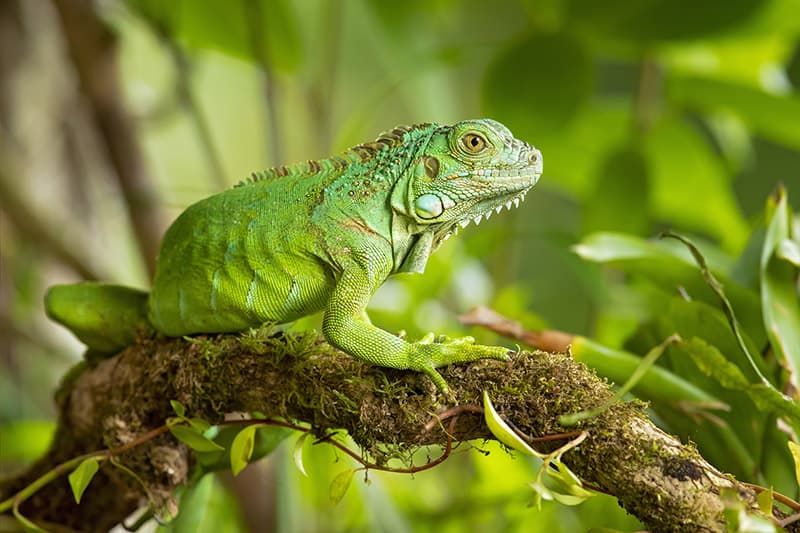 Green iguana on the tree