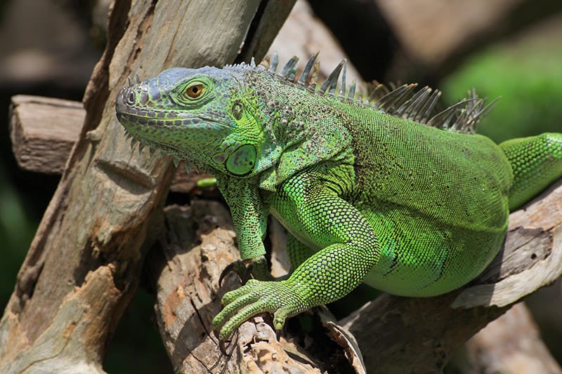 Green iguana on tree branch
