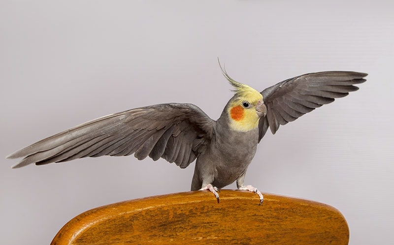 grey cockatiel opening its wings