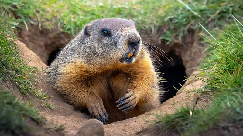 Groundhog coming out of its burrow