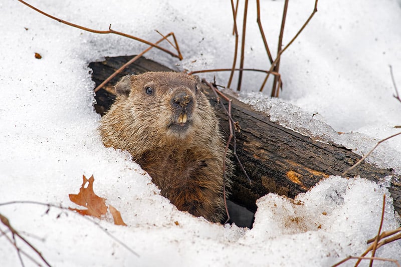 Groundhog Emerging from a Snow Covered Den