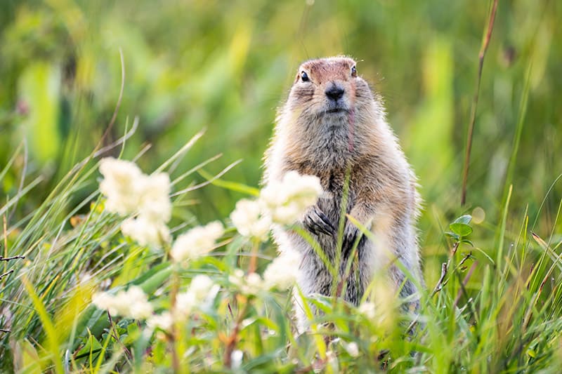 groundhog on a field