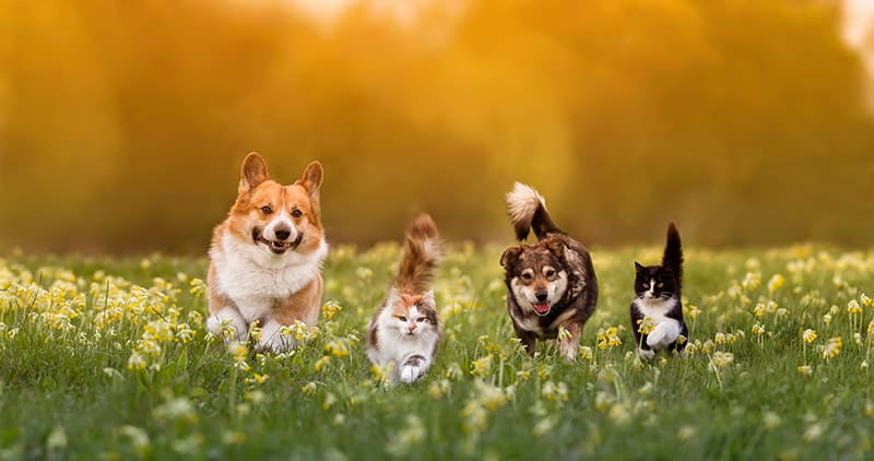 groups of cats and dogs running in the meadow