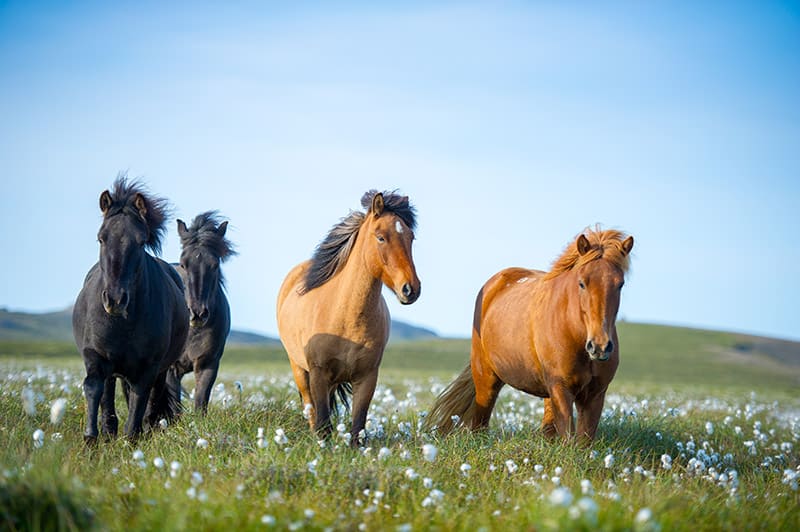 group of Icelandic horses