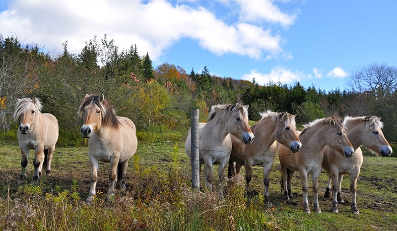 group of Norwegian fjord horses grazing