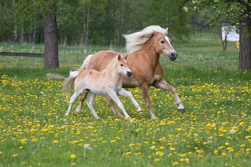 haflinger mare and foal running together