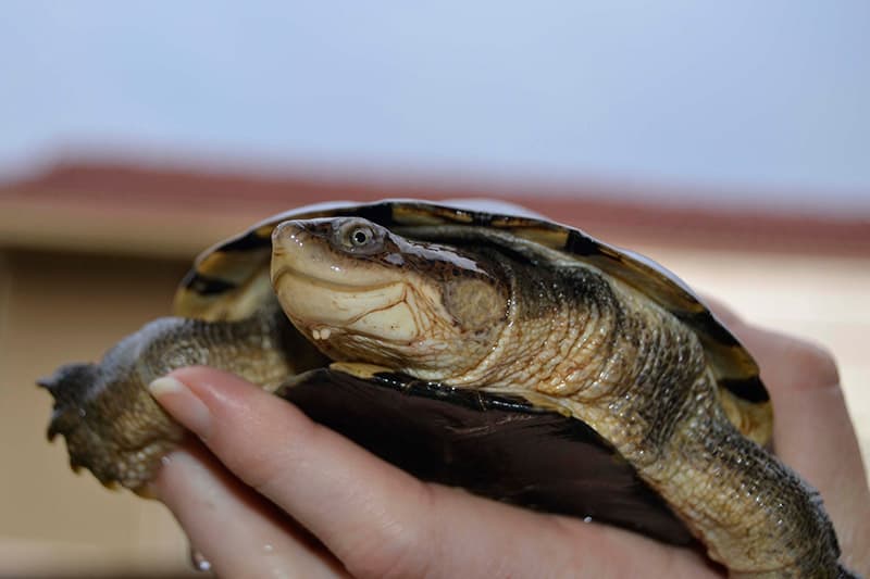 hand holding African side-necked turtle