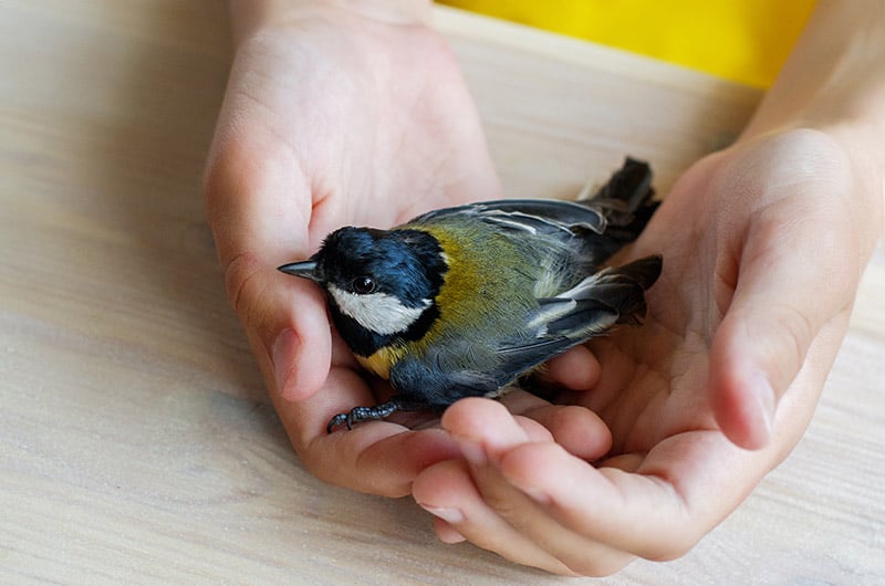 hand holding an injured titmouse bird