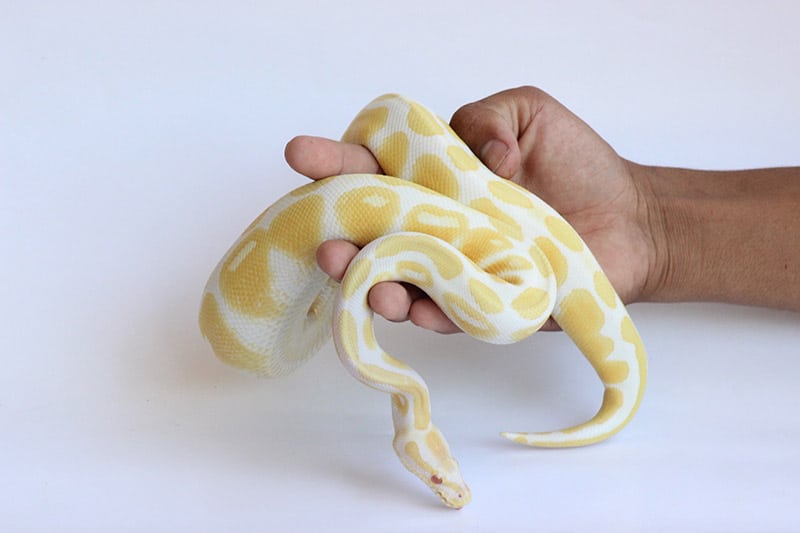 handling a albino ball python snake