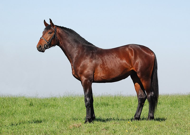 hanoverian chestnut stallion