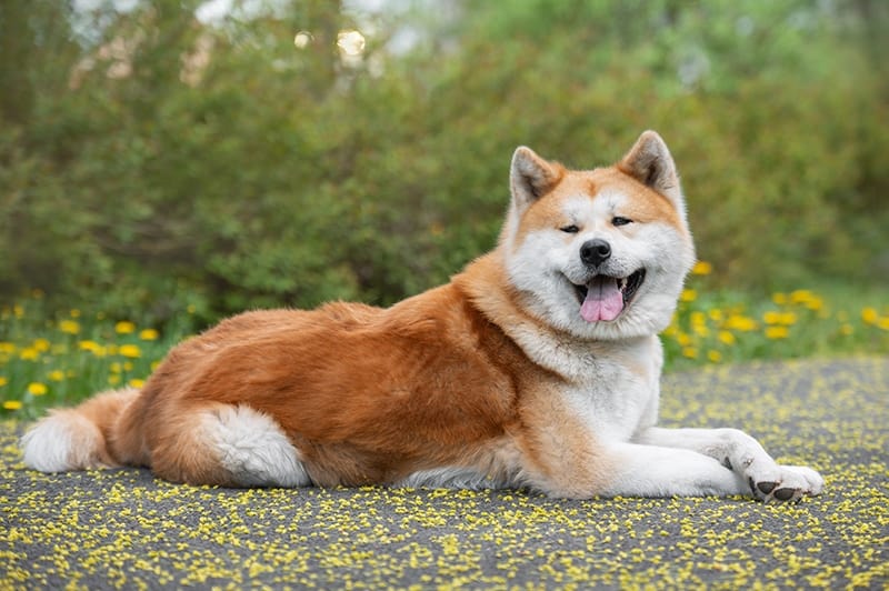 happy akita inu dog resting at the park