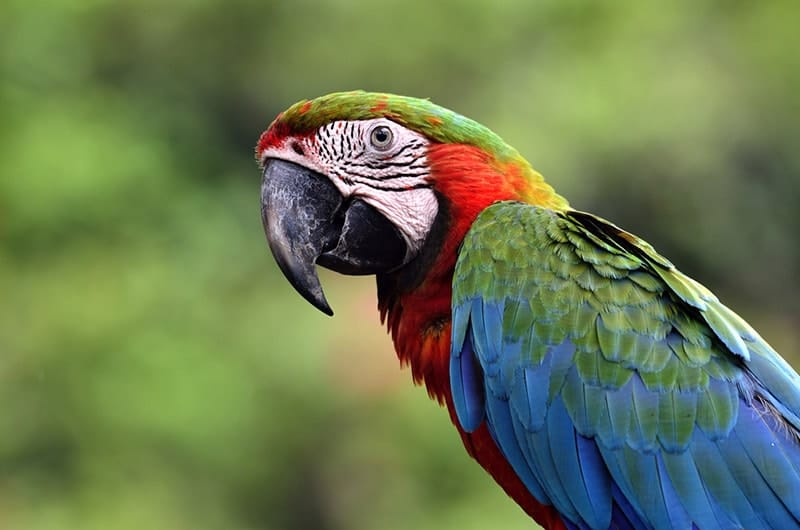 harlequin macaw close up