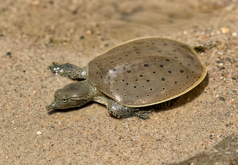 Hatchling Spiny softshell turtle