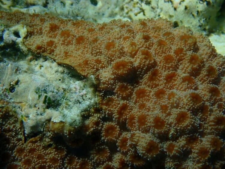 Hedgehog Coral