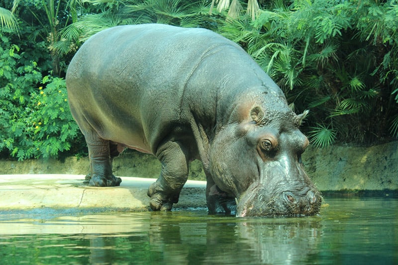 hippo drinking water