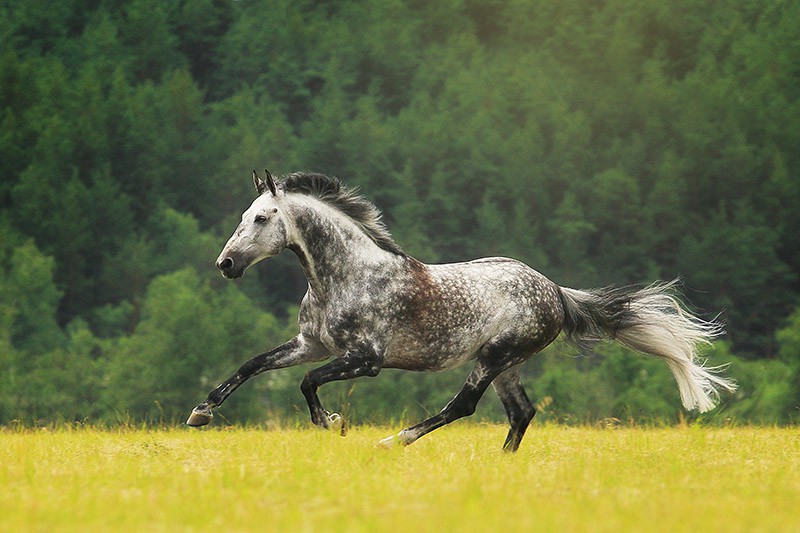 Holsteiner horse galloping 