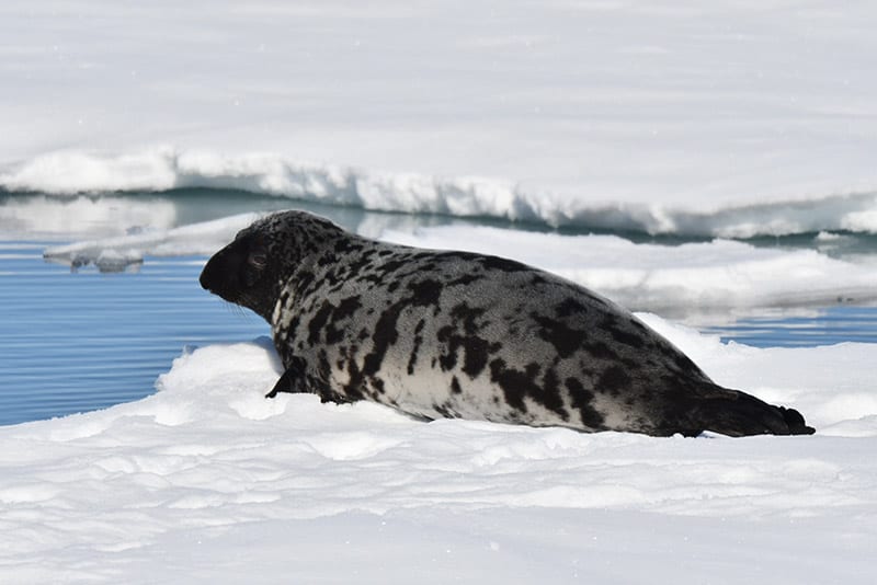 Hooded Seal lying on the ice