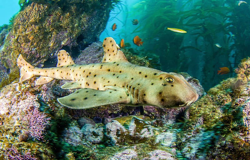 Horn shark hunting underwater