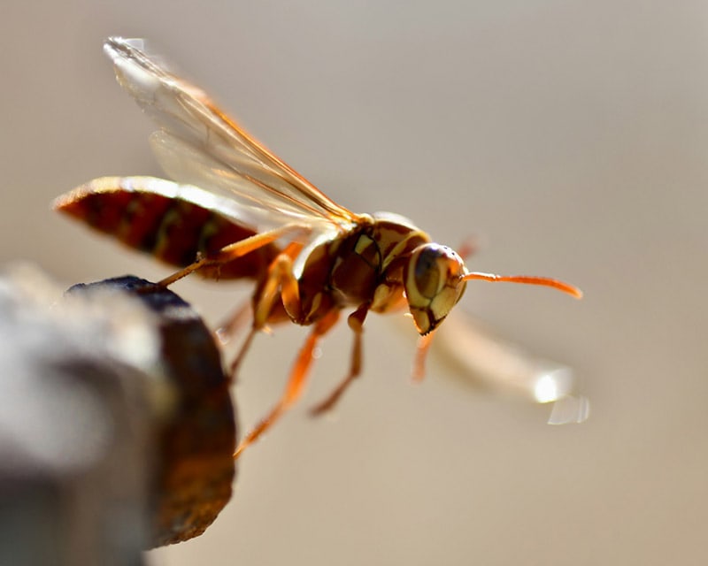 hornet flying