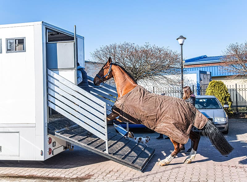 horse getting inside the trailer