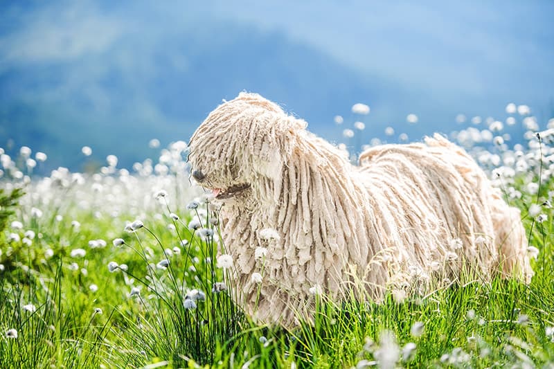 Hungarian puli dog surrounded with tall green grass