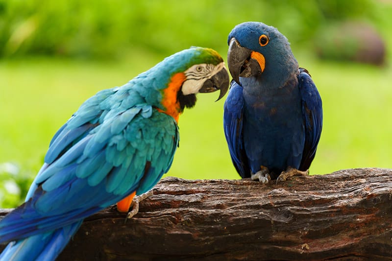 hyacinth macaw with blue-and-gold macaw