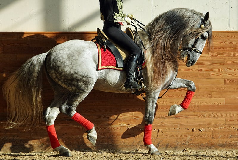 iberian warmblood horse for dressage